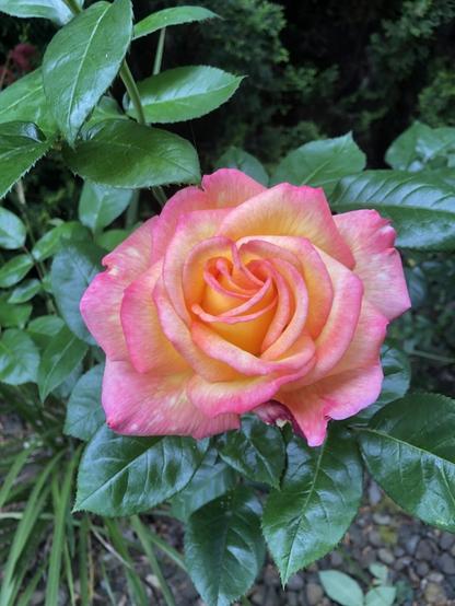 Rose bloom, fully openef