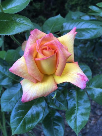 Rose bloom, partially opened