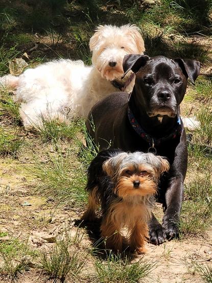 Color Photo - This image features three dogs of varying sizes and breeds, all situated outdoors on a sunny day, given the bright illumination and shadows. The ground they are on is a mix of light brown dirt and patches of green grass.

In the foreground, standing prominently, is the smallest dog. A Yorkshire Terrier with a mix of black and tan fur. Her face is mostly tan, and it has small, perked ears. She is looking directly towards the viewer.

Behind and slightly to the right of the small dog, a medium-to-large sized dog is sitting or lying down. He has short, black fur, a stocky build, and a wide face. He's wearing a blue collar that has yellow bones and red hearts. This dog is also looking forward, with a calm expression.

Further back and to the left, lying down on the ground, is the third dog. This dog has shaggy, light-colored or cream-colored fur. She is a shaggy wirehaired terrier.  Her head is slightly turned, and she is also looking somewhat towards the viewer, though its eyes are partially obscured by its fur.

The overall impression is a relaxed scene of three canine companions enjoying the outdoors together.