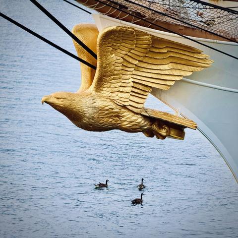A golden eagle figurehead mounts the bow of the USCGC Eagle (WIX-327) U.S. Coast Guard ship, as a small raft of ducks swims in the Willamette River below on an overcast day.