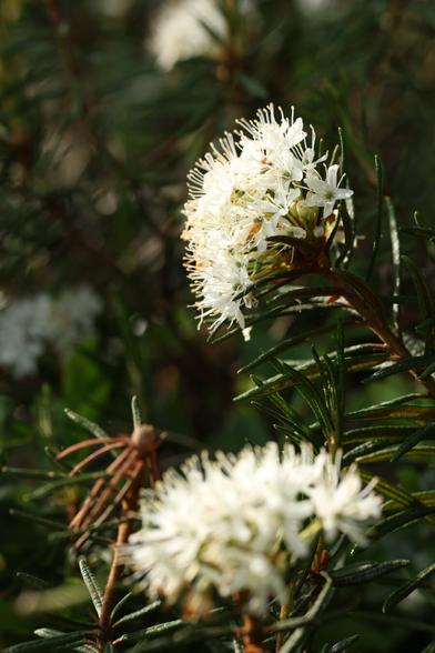 A close up photo of marsh Labrador tea flowers on a sunny summer afternoon.
