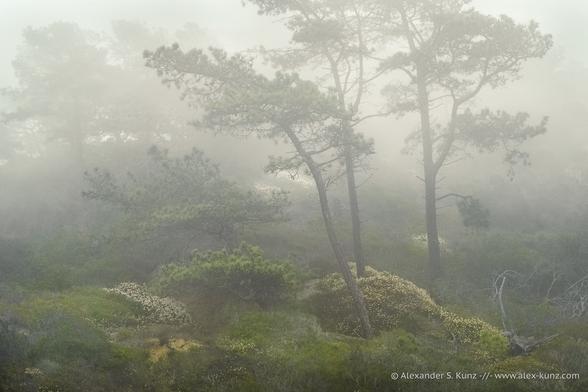An intimate landscape scene showing a group of pine trees amidst coastal sage scrub in dense morning fog.