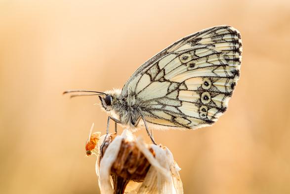 Schachbrettfalter