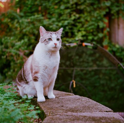 white and brown cat sits on a ledge outside