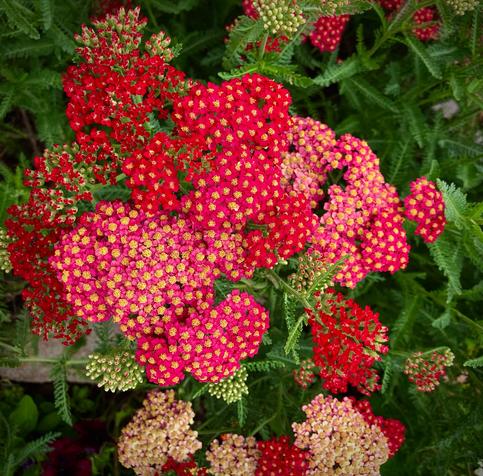 Vibrant clusters of red and pink flowers with small yellow centers, surrounded by green foliage.