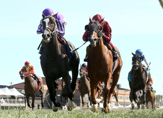 American Pharoah Colt Debuts As 2YO Racing Kicks Off in Japan