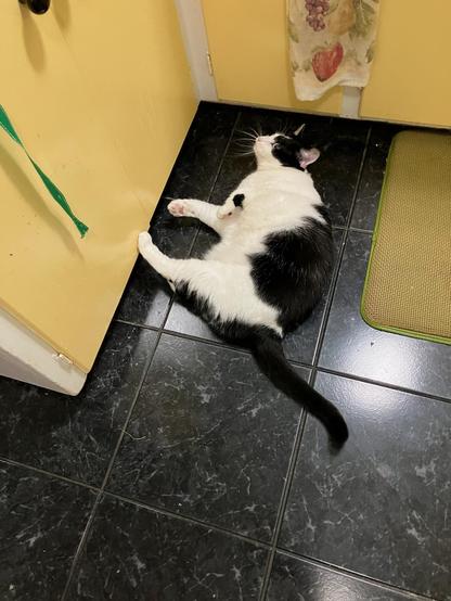 Black and white cat on a black tile floor near yellow cabinets