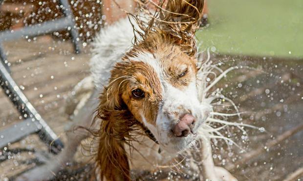 Una imagen de archivo de un perro mojado (Getty Images)