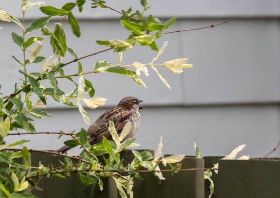A male house sparrow on a fence, behind some willow leaves, beak open, screaming as usual
