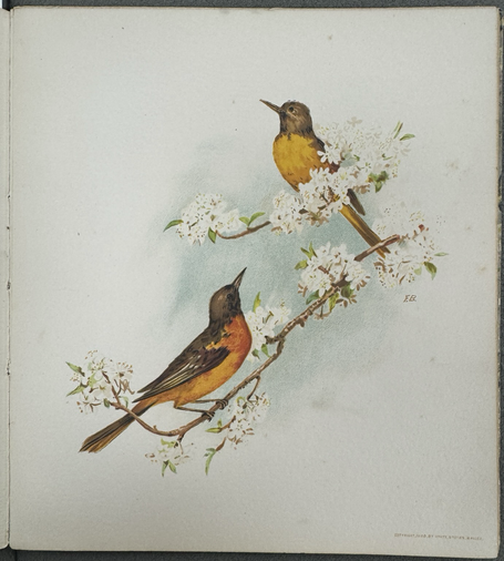 photos pf four square color plates from cited book, each of a different bird(s) on a flowering branch #1: Baltimore Orioles (male and female)