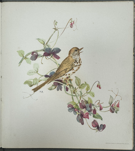 photos pf four square color plates from cited book, each of a different bird(s) on a flowering branch #2: Wood Thrush