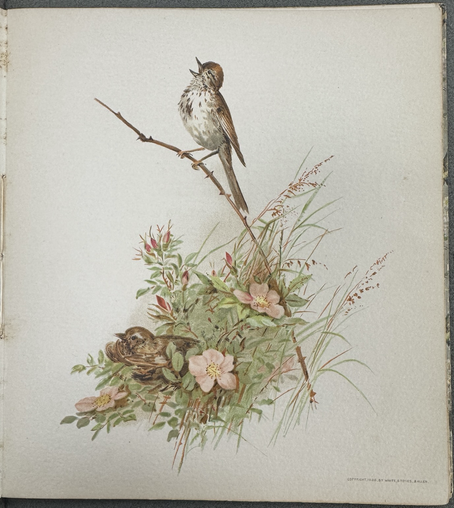 photos pf four square color plates from cited book, each of a different bird(s) on a flowering branch #3: Song Sparrows (singing male, female on nest)