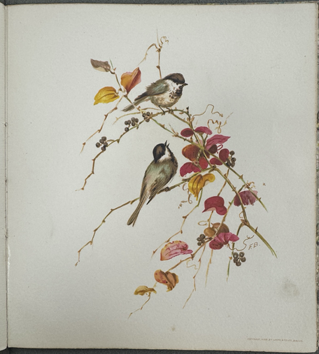 photos pf four square color plates from cited book, each of a different bird(s) on a flowering branch #4: Chickadees (Black-Capped or Carolina)