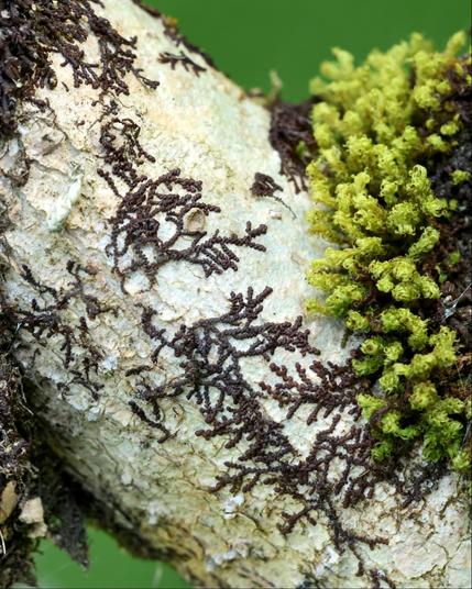 Closeup of the white papery bark of a tree branch, which has what look like strings of dark brown beads traced across it in patterns that look like veins, or perhaps intermingling streams. There's a large glob of rich green moss growing on the bark on the right hand side.