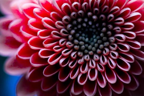 A large red chrysanthemum with a white border along the red leaves that fills almost the entire photo. Photographed from above. In the middle the leaves are dark, small and close together, further out they become larger.