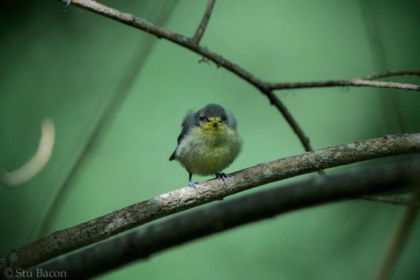 A photograph of a tiny fledgling Blue Tit perched on a branch