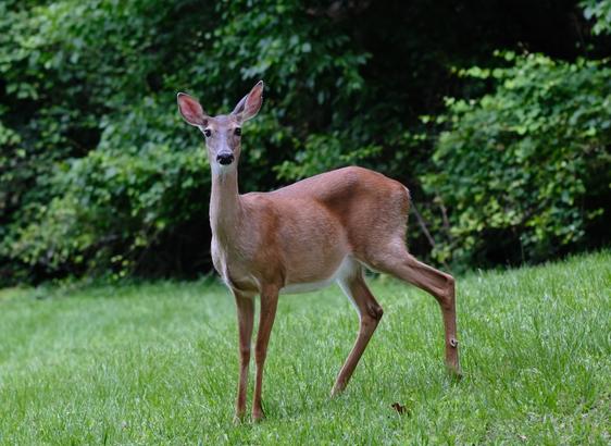 A lean doe standing on a green pasture looking straight at my camera