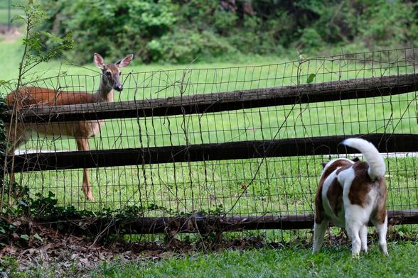 A doe on the left end and a white and brown dog on the right end wagging his tail, separated by a wired fence