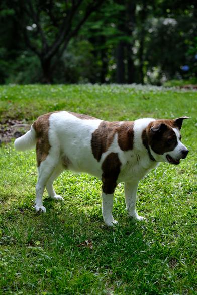 A white and brown dog catching his breath after running along a doe earlier, standing on green grass in his yard