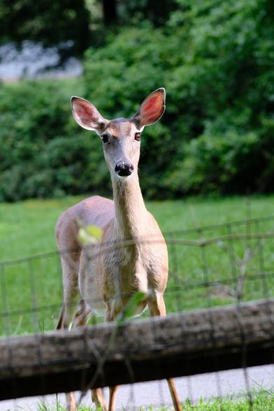 Another view of a doe, staring right at my camera behind a wired fence