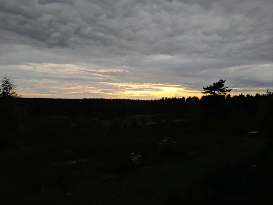 Blick über eine Heidefläche in der Dämmerung