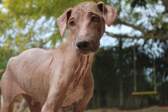 An emaciated dog with no fur and a bad skin condition staring soulfully to the left of the camera