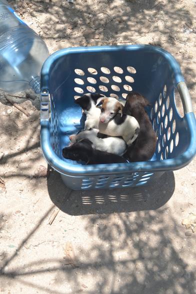 A blue plastic laundry basket in the sand holding five puppies: two black/brown ones, two white ones with black spots and one white one with brown patches on its ears