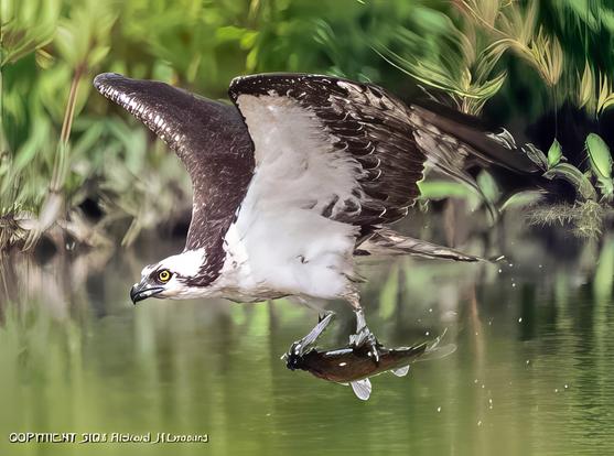 An osprey is seen in profile in level flight carrying a fish in its talons.  The birds wings are upraised about 45 degrees.  The bird has one talon grasping the midsection of the fish and another grasping the head.