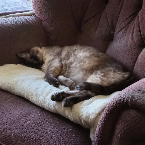 Closeup of a lynx-point Siamese cat lying on a folded fuzzy white throw covering the seat of an old armchair upholstered in faded maroonish fabric. He's got his back to the chair's backrest and his head snuggled up to the armrest, with his front paws drawn towards his belly, rear legs a little extended, and tail draped over his rear ankles. A bit of sun filters in from a window just out of shot to the upper left.