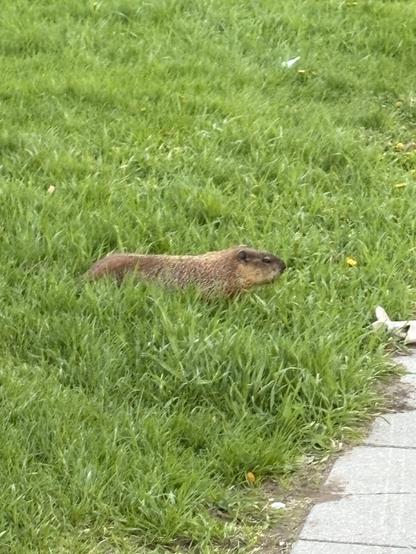 Groundhog