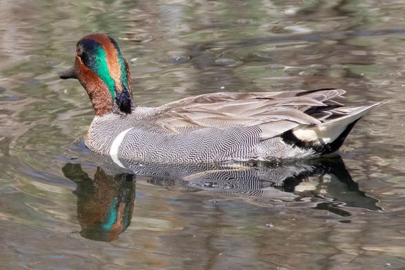 A Green-winged Teal duck swimming in a creek. It is facing away so both green stripes on the back of its neck are visible.