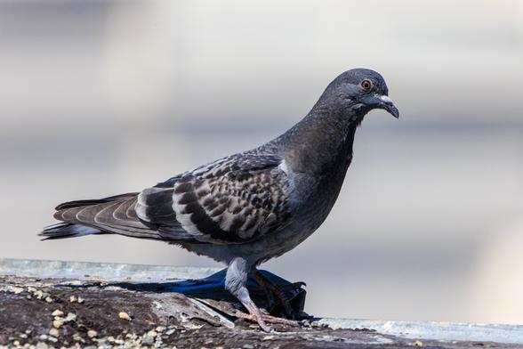 A fledgling pigeon stands at the corner of a flat roof, mostly in profile. They're overall warm gray and beige, t-checked pattern (I think), with brown eyes.