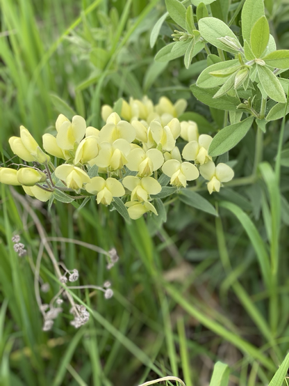 Creamy yellow blossoms hovering in the greenery with their semicircular yellow parasails.