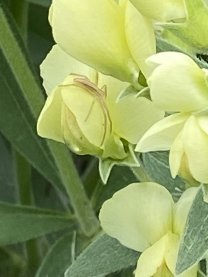 The focus of the photograph is a creamy yellow blossom getting a hug from a spider. The spider is trying to blend in as a blossom part.