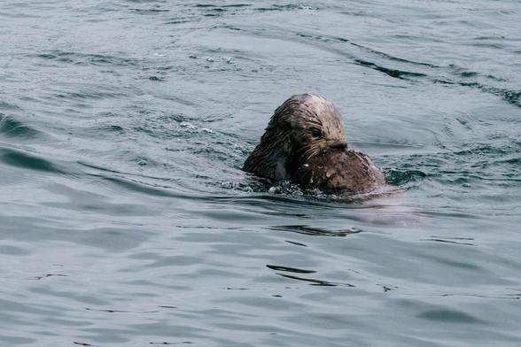 a photo of a sea otter in the water with its baby, grooming the baby's head