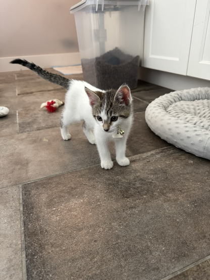 A tiny white kitten with a brown tabby mask and tail. She has a white streak above her right eye.