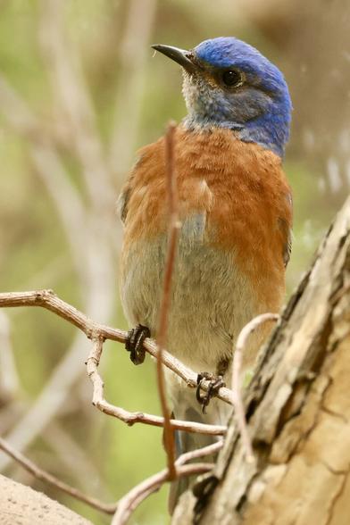 A well-satisfied bird of blue and rust perches on a branch.