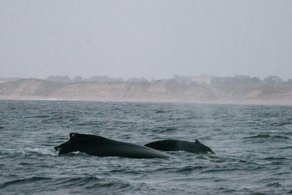 a photo of two whales in the water. you can't see their flukes but you can see their dorsal fins