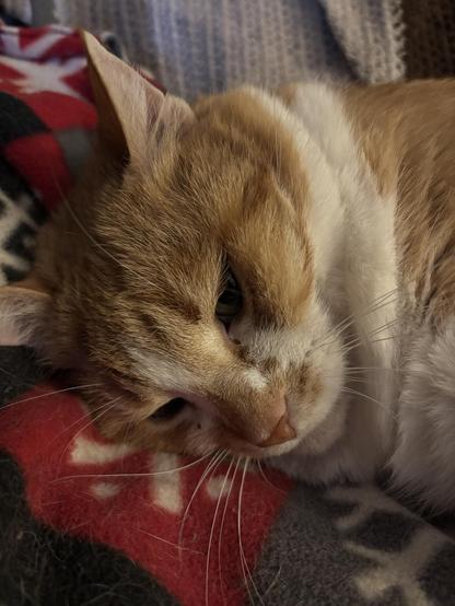 A close-up of a resting orange and white cat, lying on a patterned blanket. The cat has a relaxed expression, with its eyes partially closed.