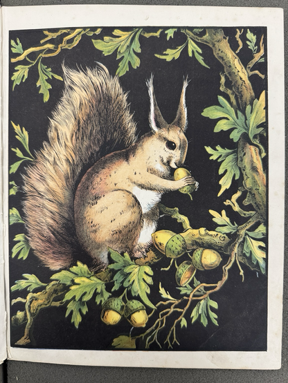 photos of four color book illustrations #4: red squirrel in an oak tree eating an acorn