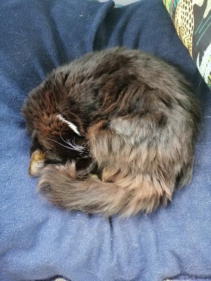 A floofy tuxedo cat curled asleep in a tight circle on a navy fleece blanket.