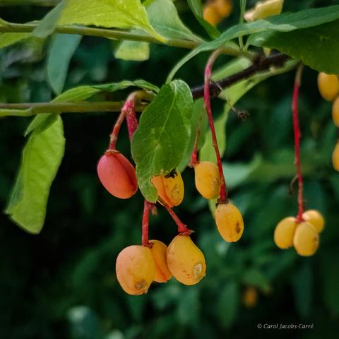 A branch of an osoberry shrub is has several stems of osoberries hanging like cherries below the green oval leaves. Their color varies from greenish yellow to apricot yellow to peach pink.  They look like miniature apricots at the end of the red stems, which seem even brighter red when the berries turn purple.