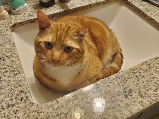 sinky boi Gizmo