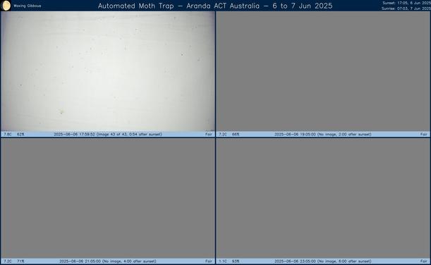 Collage showing insects attracted to light and automatically imaged 1 hour, 2 hours, 4 hours and 6 hours after sunset in Aranda, ACT, Australia on the night of 6 to 7 Jun 2025. The image includes four smaller images collected around the listed times. Each image shows a section of sheet with a variable number of insects attracted to UV and visible light. Number and variety depends on time of year and conditions during the given night. The image is also labeled with basic details of the associated weather and moon phase. For more explanation of the Automated Moth Trap project visit https://amt.hobern.net/ and https://www.flickr.com/photos/dhobern/albums/72177720322426621.