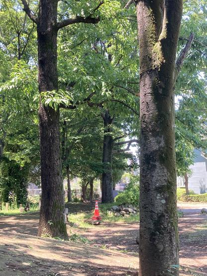 A quiet park scene featuring tall trees with lush green leaves, sunlight filtering through the branches. In the foreground, a red and white traffic cone is placed on a dirt path, with additional tree cover and a hint of structures in the background.