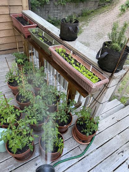 Photo of garden plants in containers having a splash of water from the hose