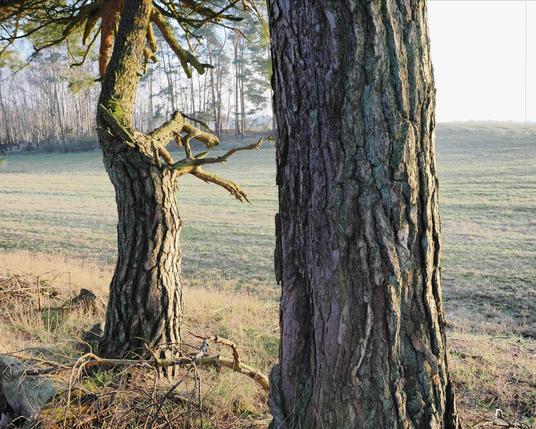 Two large pine trees with textured bark stand in the foreground. One tree has moss-covered branches extending to the left. Sunlight casts shadows on the grassy meadow in the background, with a line of trees visible in the distance.