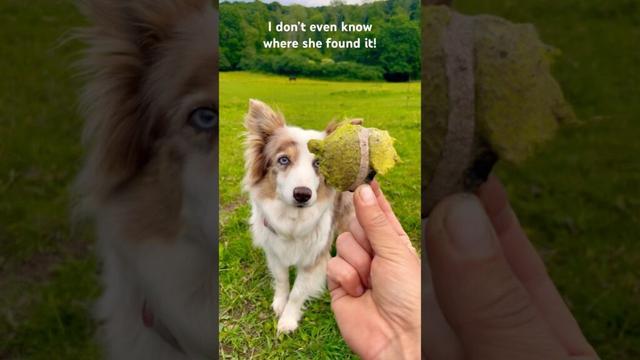 Any dog owners who can relate?! #bordercollie #aussie #shepherd #training