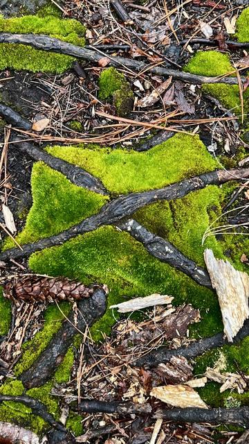 Two brown tree roots growing in an X formation over a patch of very green moss.