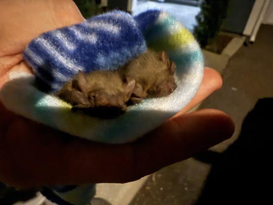 Blurry picture of two northern yellow bat babies swaddled in a cozy blue and yellow fleece cloth held by a specialist rehabber. The bats are a light yellowy brown and very fuzzy.